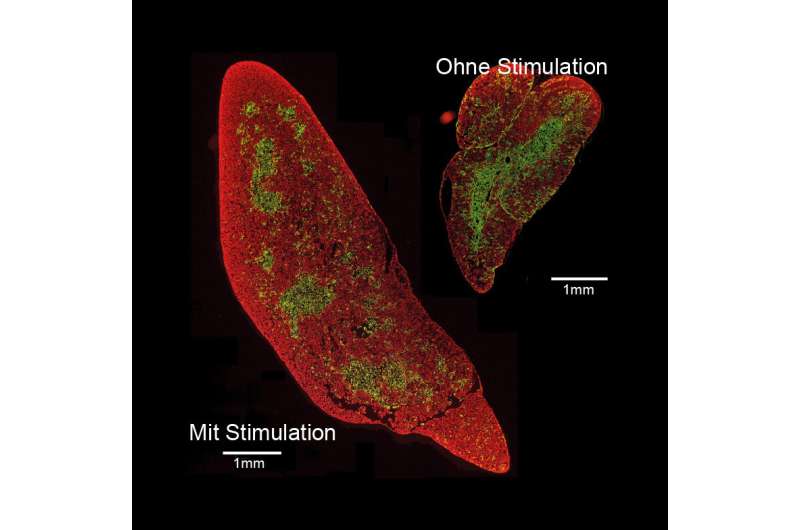Secrets of thymus formation revealed