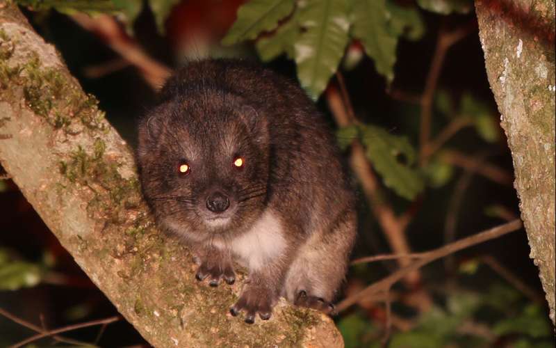 Secrets of tree hyraxes in Kenya uncovered with new research techniques