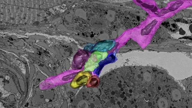 See-through zebrafish, new imaging method put blood stem cells in high-resolution spotlight