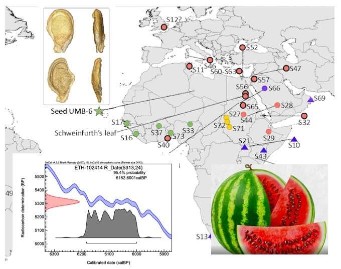 Seedy, not sweet: Ancient melon genome from Libya yields surprising insights into watermelon relative
