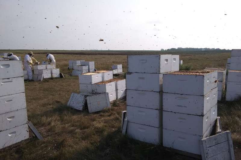 Selective breeding sustainably protects honey bees from Varroa mite