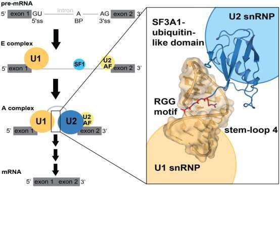 Sequence-specific RNA recognition by an RGG motif connects U1 and U2 snRNP for spliceosome assembly – Department of Biology