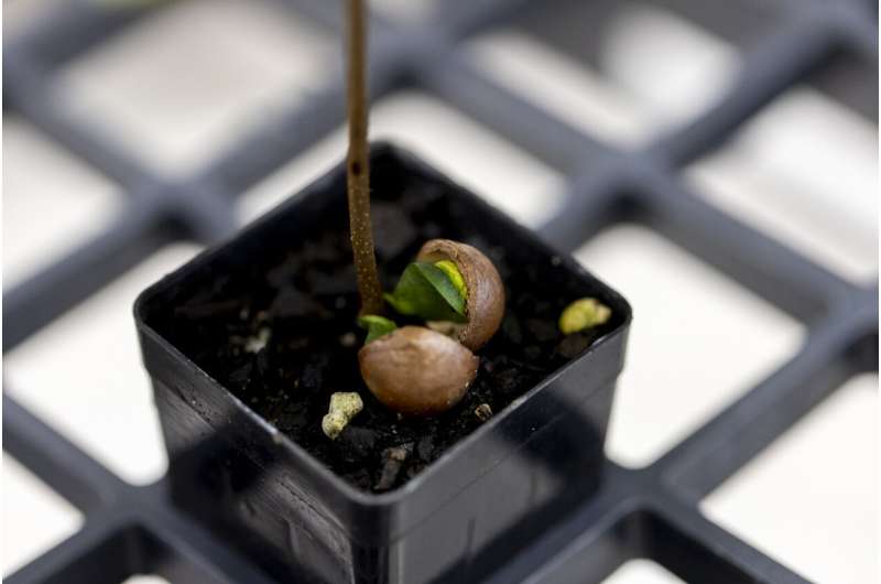 ‘Serious risk of extinction’: Macadamias prove a tough nut to crack