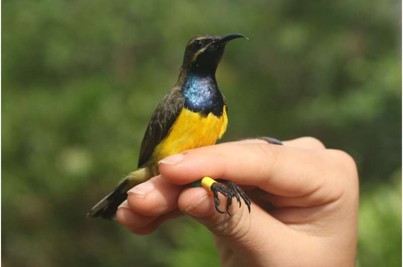 Some beautiful new bird species discovered on remote Indonesian islands
