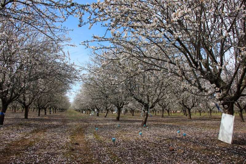 Severe irrigation restrictions due to drought would threaten almond plantations