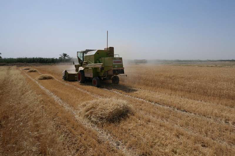 Severe water shortages strain wheat harvest in Iraq