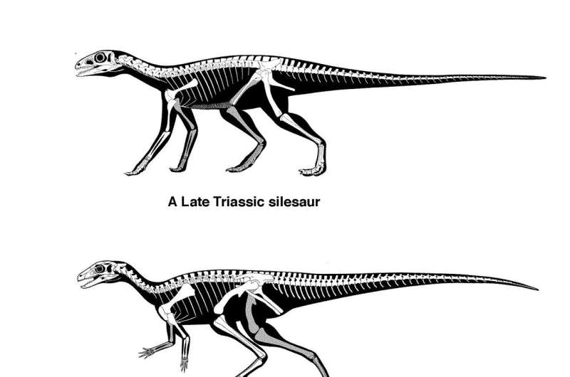 Shaking up the dinosaur family tree: how did dinosaurs evolve with 