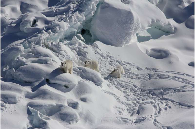 Shaky oasis for some polar bears found, but not for species