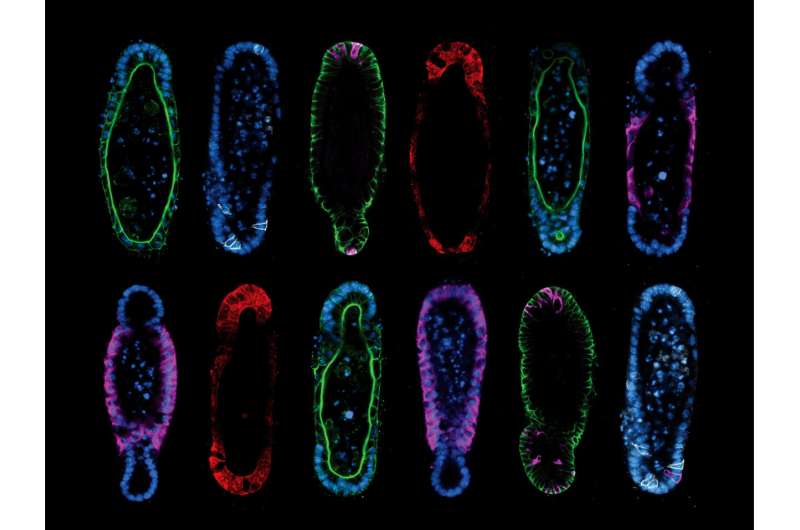 Shape guides the growth of organoids