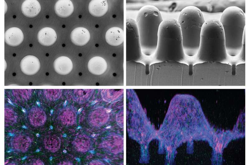 Shape guides the growth of organoids