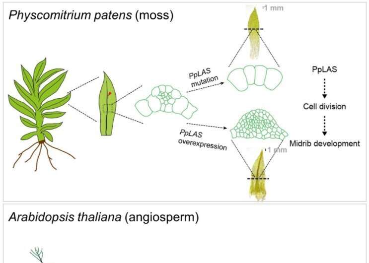 Shared conserved module found in formation of moss midribs and seed plant axillary meristems