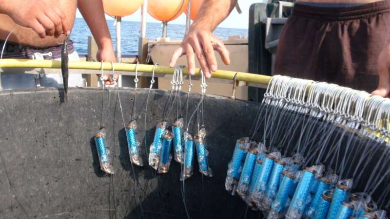 “SharkGuard” reduces bycatch of endangered sharks, sea trials show
