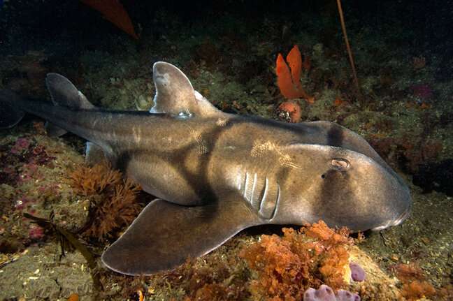 Sharks lose their natural response with prey if not frequently rewarded
