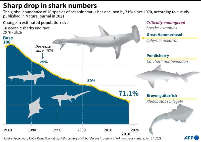 Penurunan tajam dalam jumlah hiu