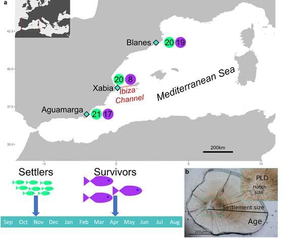 Sharpsnout seabream's mortality during early life stages has genetic base