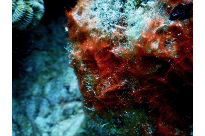 Shedding new light on coral Black Band Disease