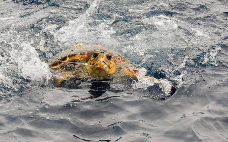 جابجایی بسته های اقیانوس بهترین راه برای محافظت از حیوانات در برابر صید تصادفی است