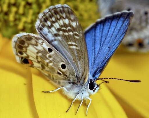 Shifting rainfall patterns will affect whether an imperiled butterfly survives climate change