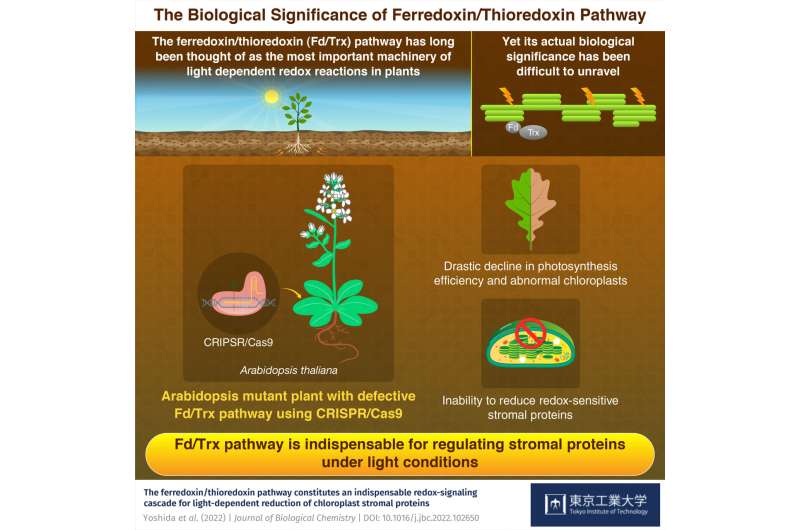 Shining a new light on the importance of a critical photosynthesis pathway in plants