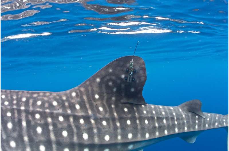 Shipping poses significant threat to the endangered whale shark