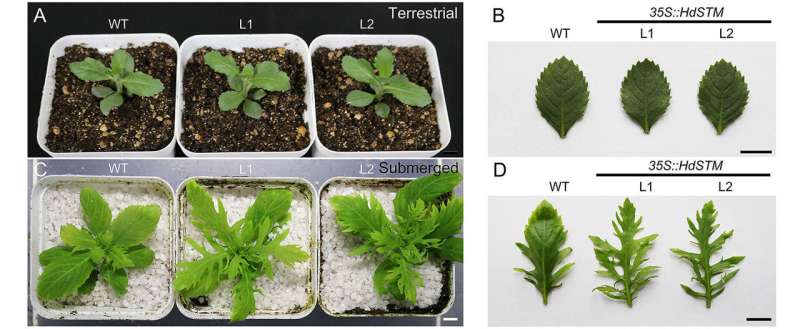 SHOOT MERISTEMLESS gene participates in heterophylly of hygrophila difformis (Acanthaceae)