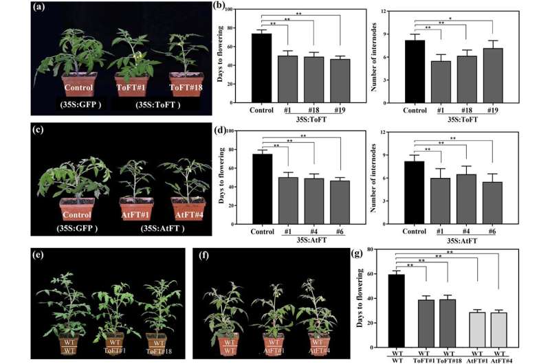 Shortening the juvenile period for citrus crops to improve food stability