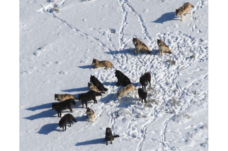 Sickly shades of grey: disease outbreaks influence the color of wolves across North America