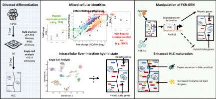 Similarity of hepatocytes from liver and from stem cells improved