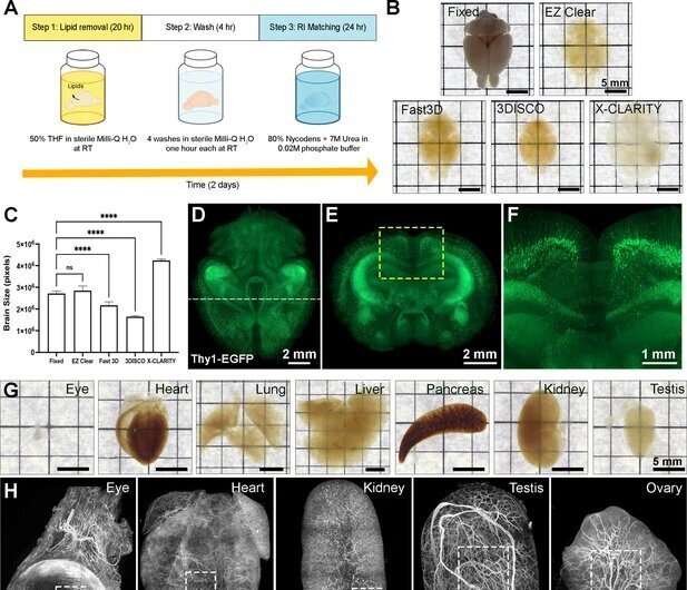 Simple, rapid and robust method makes mouse whole organs transparent for imaging