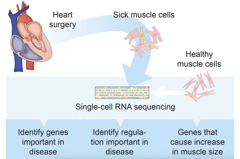 Single cell RNA sequencing uncovers new mechanisms of heart disease