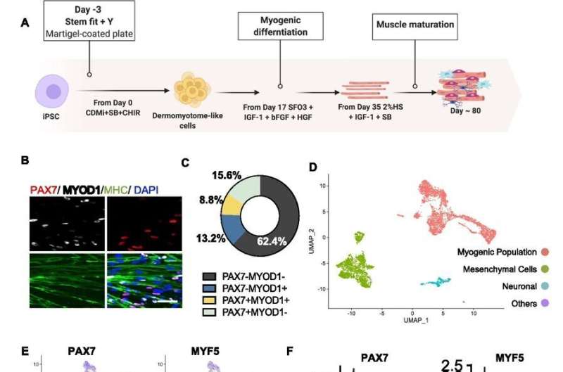 Single-cell RNA sequencing of hiPSC-derived muscle progenitor cells identifies key factors of proliferation