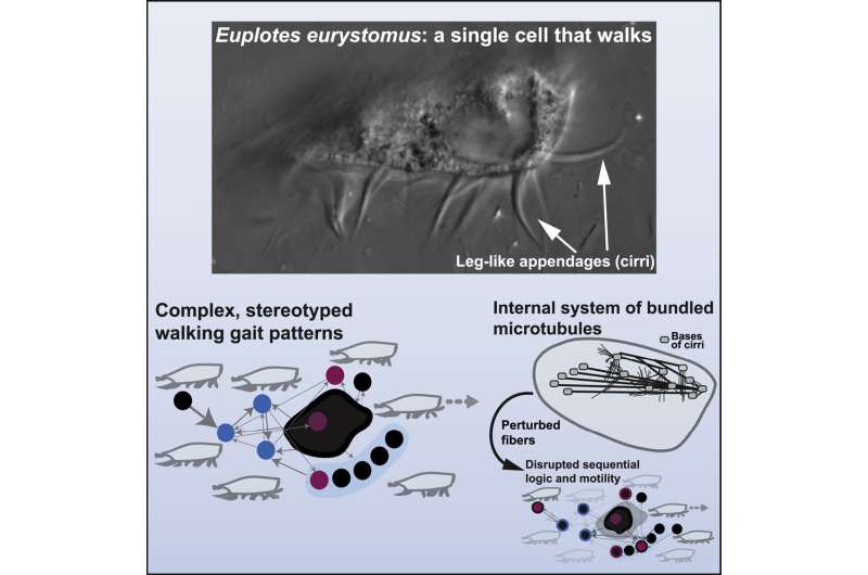 Single-celled organism uses internal 'computer' to walk