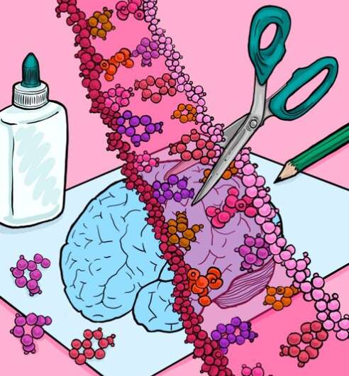 Os locais no cérebro onde o RNA é editado podem ajudar a entender melhor o neurodesenvolvimento e a doença, descobriram pesquisadores