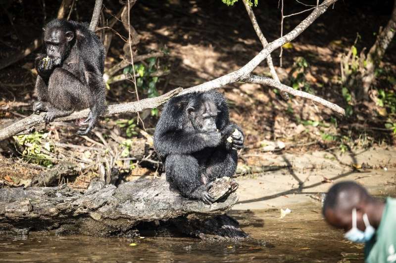 Sixty-five chimps who were once lab research animals are now living in freedom on river islands in Liberia -- they are being car