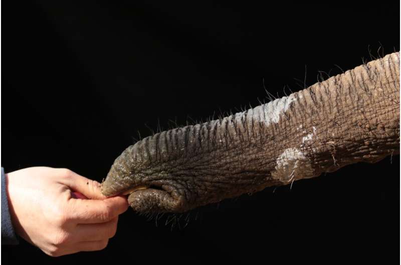 Skin: An additional tool for the versatile elephant trunk