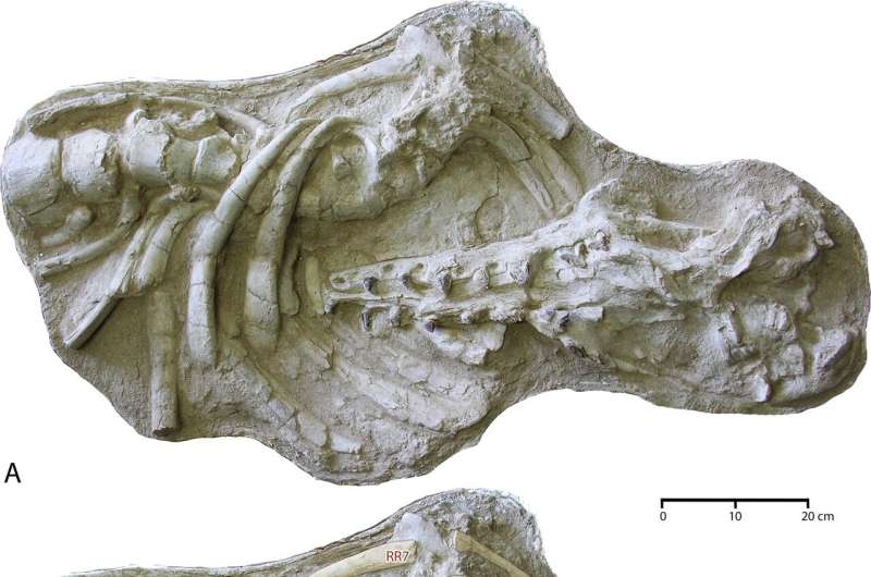 Skull and partial skeleton found in Morocco helps link ancient whale species