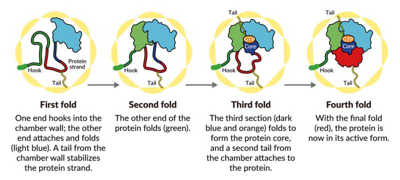SLAC/Stanford researchers discover how a nano-chamber in the cell directs protein folding