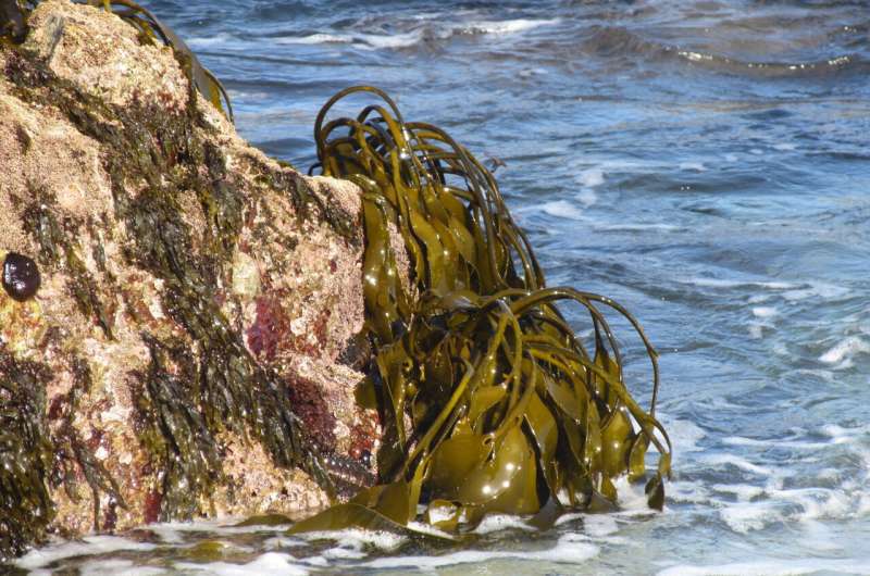 Slime for the climate, delivered by brown algae
