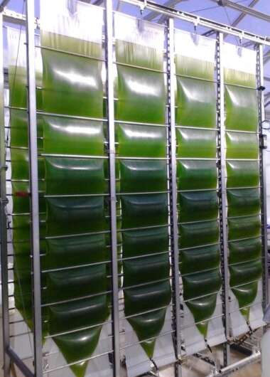 Small but mighty: Harnessing the power of algae to capture carbon
