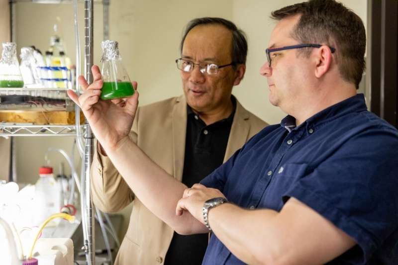 Small but mighty: How UArizona professors are harnessing the power of algae to capture carbon