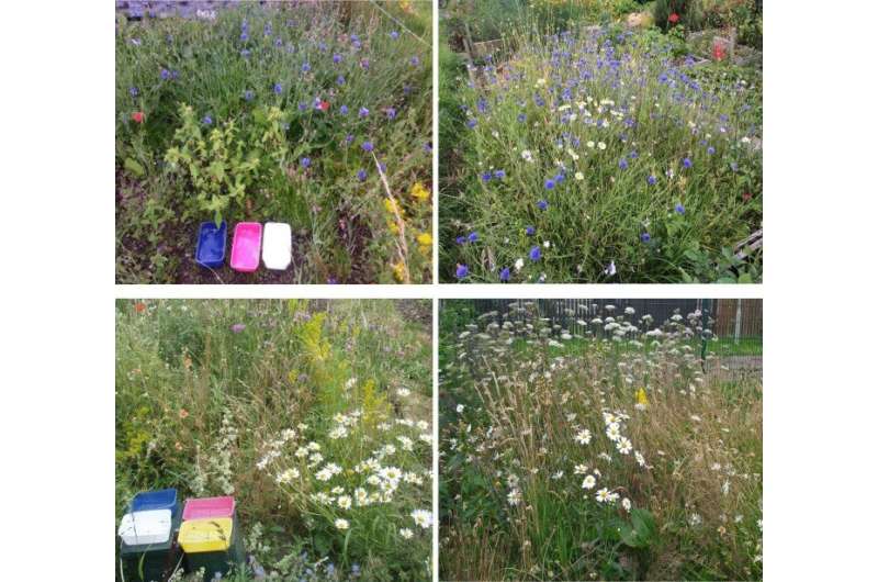Small garden? No problem! Researchers prove that 'mini-meadows' can make rich habitats for pollinators