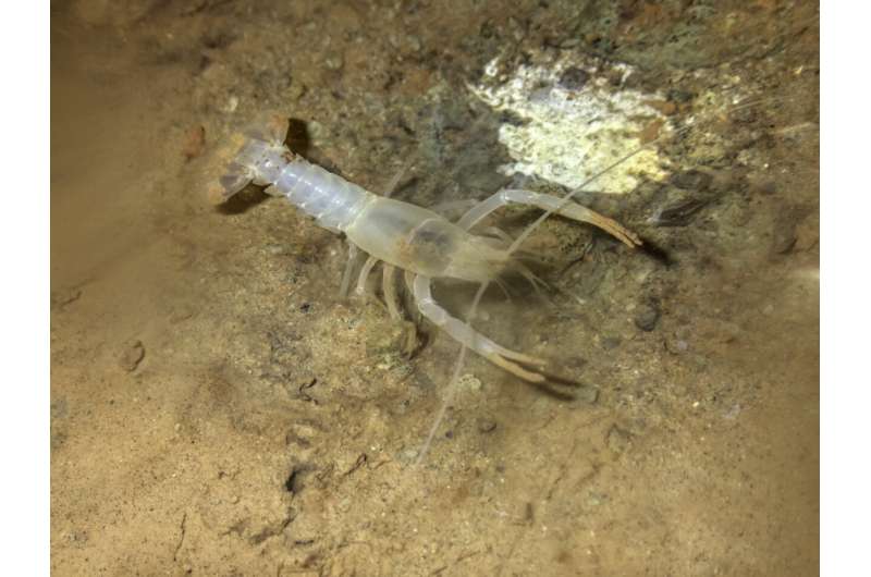 Small, rare crayfish thought extinct is rediscovered in cave in Huntsville, Alabama