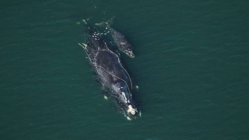 Smaller female North Atlantic right whales have fewer calves