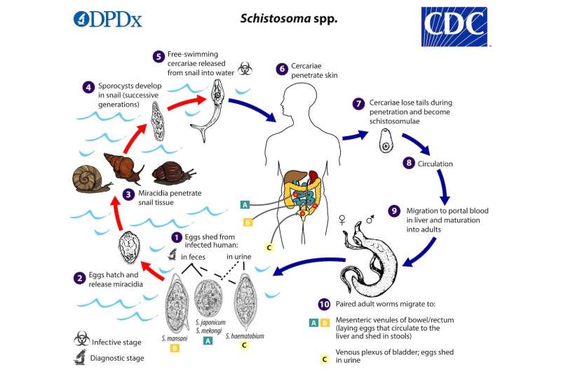Snail competition leads to fewer parasites that cause schistosomiasis | Emory University
