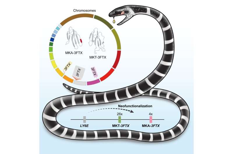 Snake genome research expands understanding of krait venom