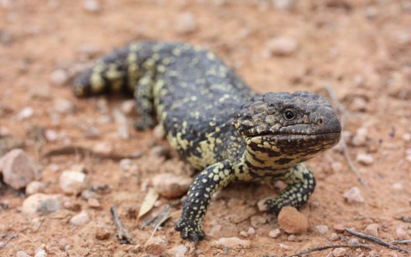Snakes and lizards evolve minus key T-cells