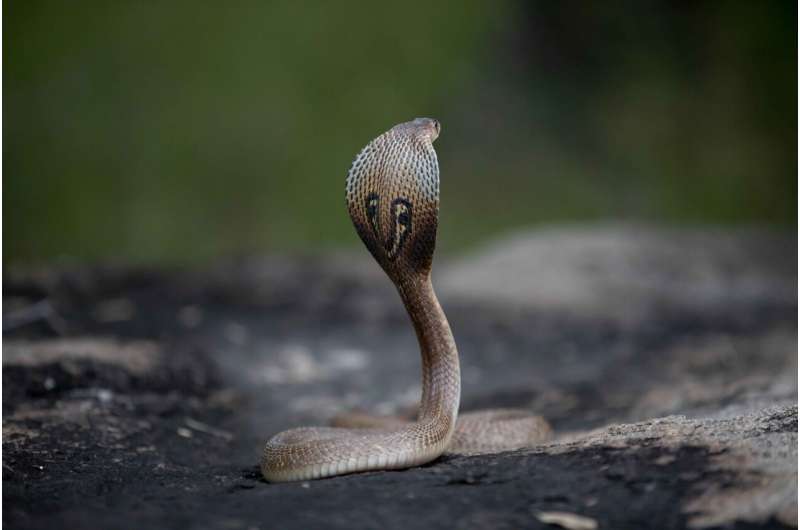 Snakes' deadly global toll