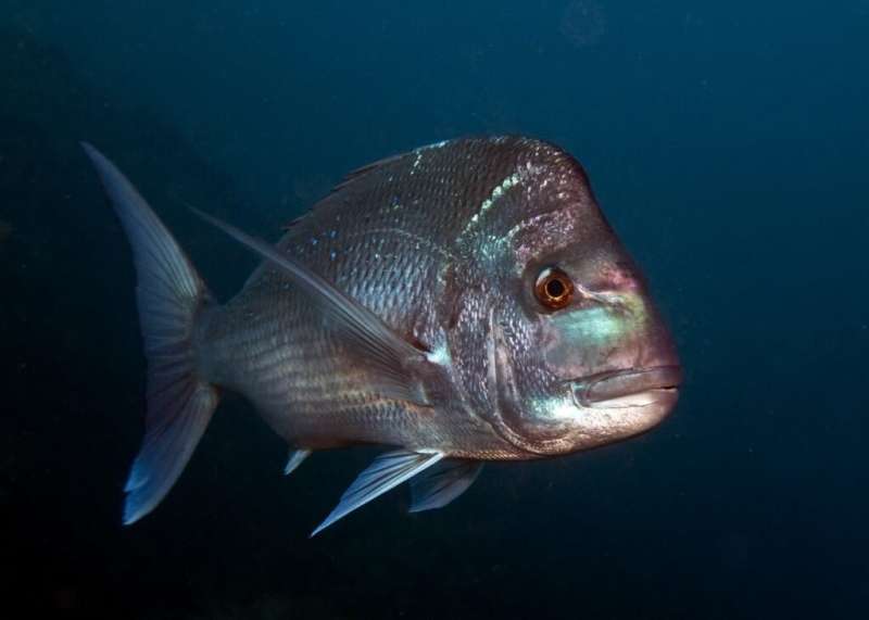 Snapper study finds three populations