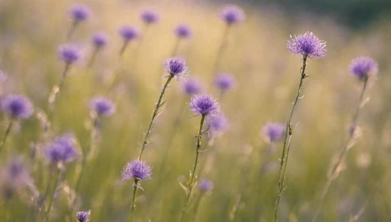 Sneezing with hay fever? Native plants aren't usually the culprit