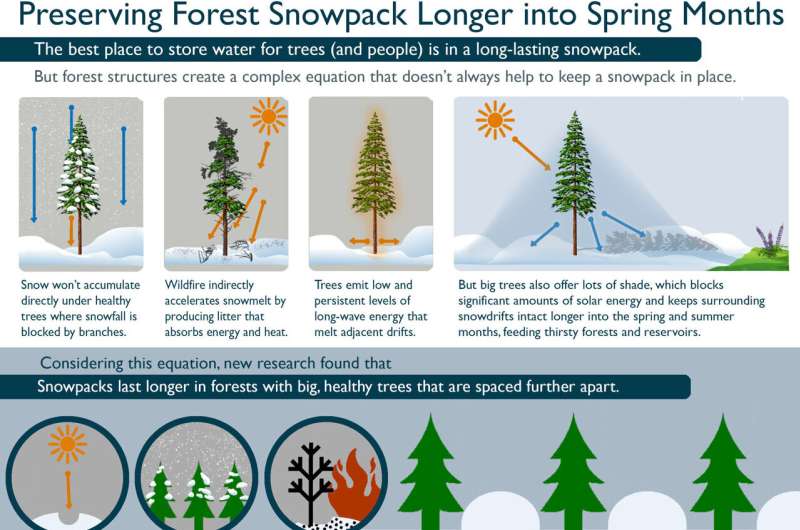 Snowbound: Big trees boost water in forests by protecting snowpack
